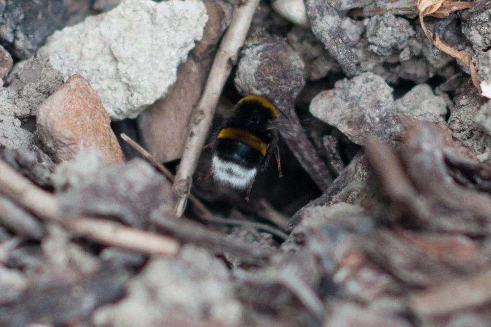 Hummel in einer kleinen Bodenöffnung