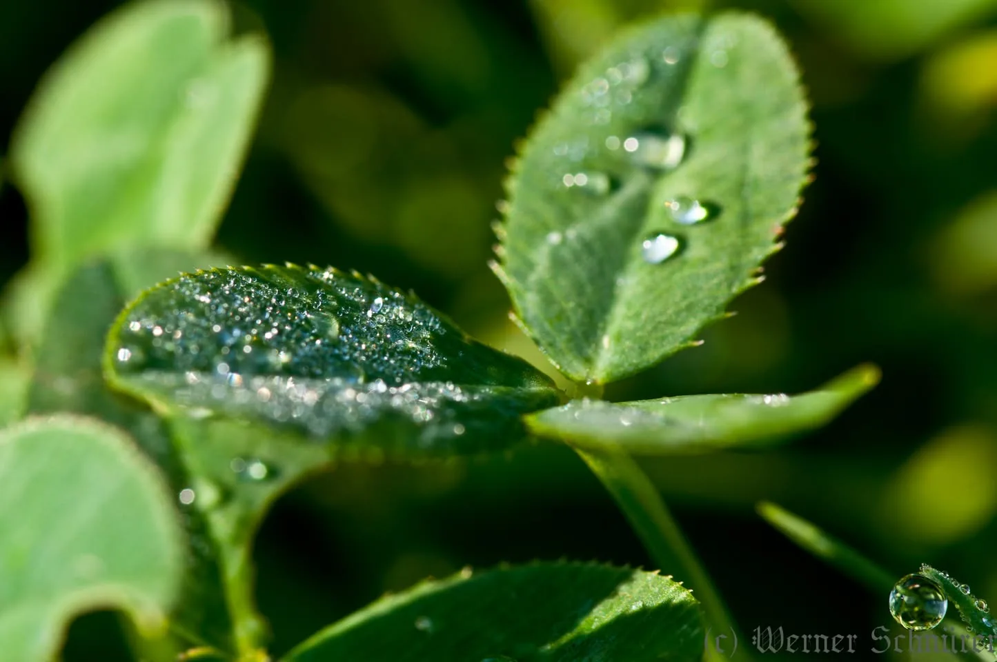 Wassertropfen auf einem grünen Blatt